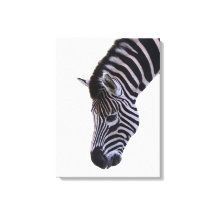 Zebra Close-Up | Zwarte & Witte Wilde Dieren Muurk