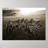 Zebra Dawn Poster (Voorkant)