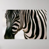 Zebra dicht bij en gestreept zwart-wit patroon poster (Voorkant)