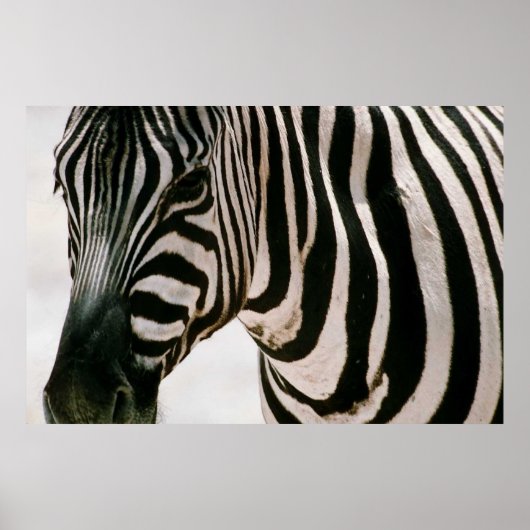 Zebra dicht bij en gestreept zwart-wit patroon poster (Voorkant)