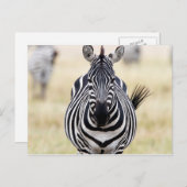 Zebra die naar je kijkt briefkaart (Voorkant / Achterkant)