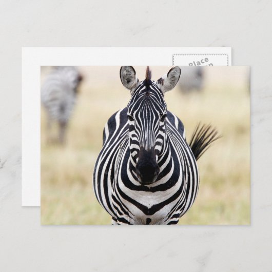 Zebra die naar je kijkt briefkaart (Voorkant / Achterkant)