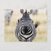 Zebra die naar je kijkt briefkaart (Voorkant)