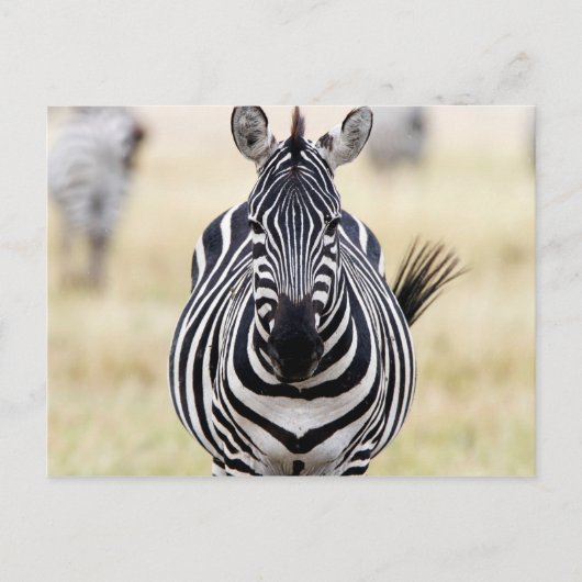 Zebra die naar je kijkt briefkaart (Voorkant)