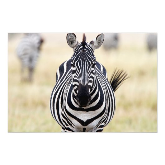 Zebra die naar je kijkt foto afdruk (Voorkant)