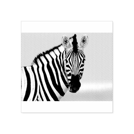 Zebra die naar je kijkt rubberstempel (Afrduk)