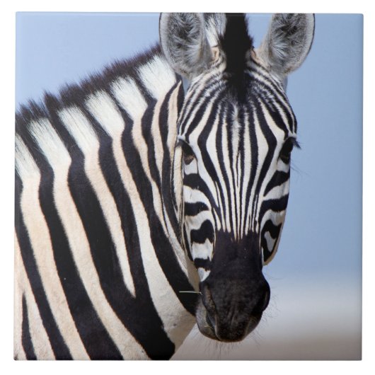 Zebra die naar je kijkt tegeltje (Voorkant)