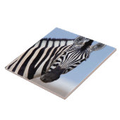 Zebra die naar je kijkt tegeltje (Zijkant)