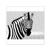 Zebra die naar je kijkt  zelfinktende stempel (Design)