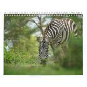 Zebra dierenkalender kalender (Hoes)