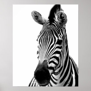 Zebra dierfoto van wild oerwoud zwart-wit poster