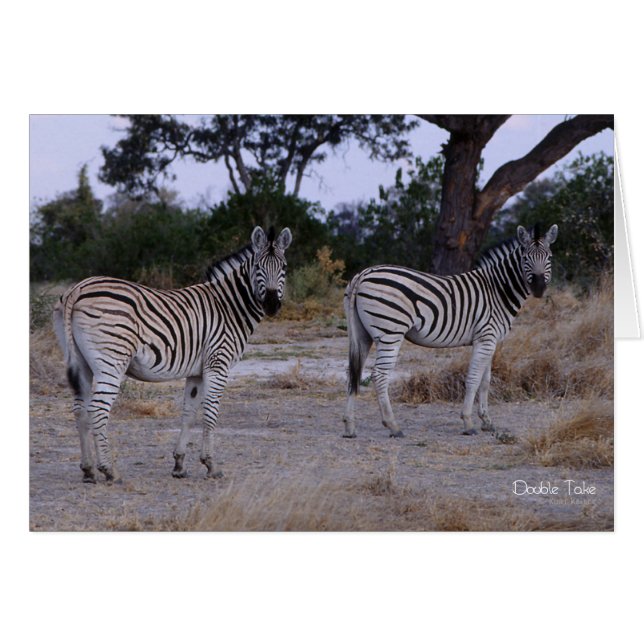 Zebra Double Take Photo (Voorkant Horizontaal)