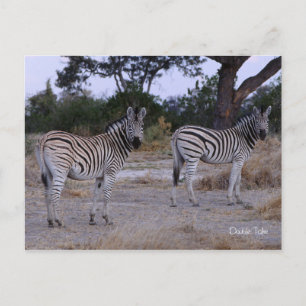 Zebra Double Take Photo Briefkaart