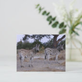 Zebra Double Take Photo Briefkaart (Staand voorkant)
