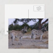 Zebra Double Take Photo Briefkaart (Voorkant / Achterkant)