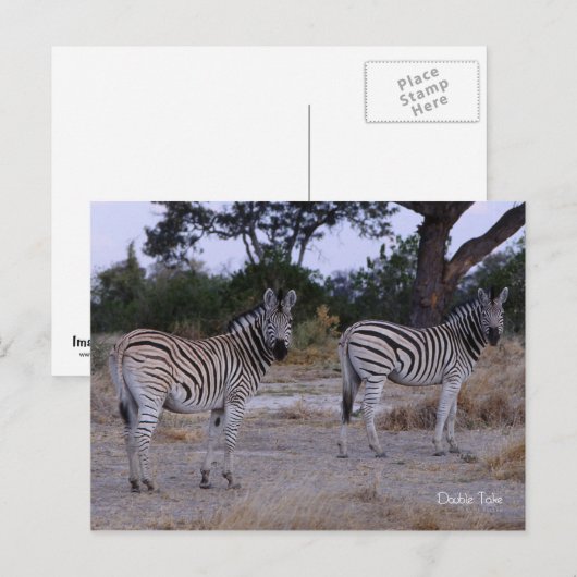 Zebra Double Take Photo Briefkaart (Voorkant / Achterkant)