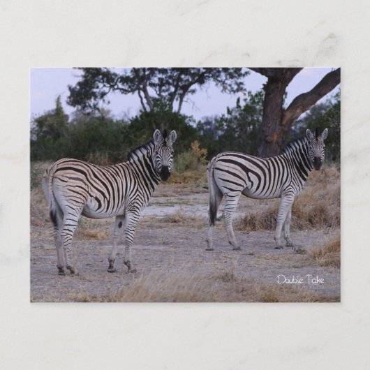 Zebra Double Take Photo Briefkaart (Voorkant)