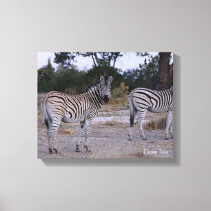 Zebra Double Take Photo Canvas Afdruk
