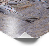 Zebra Double Take Photo Foto Afdruk (Hoek)