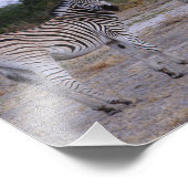 Zebra Double Take Photo Foto Afdruk (Hoek)