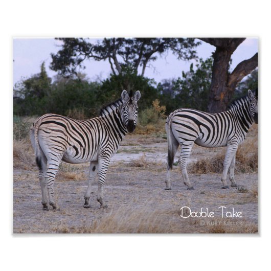 Zebra Double Take Photo Foto Afdruk (Voorkant)
