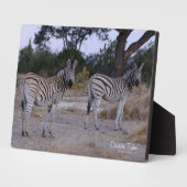 Zebra Double Take Photo Fotoplaat (Zijkant)