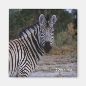 Zebra Double Take Photo Magneet (Voorkant)