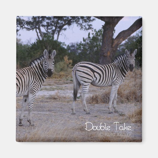 Zebra Double Take Photo Magneet (Voorkant)
