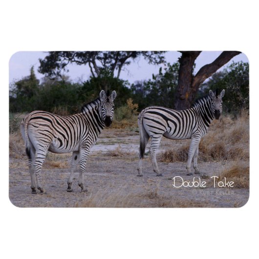 Zebra Double Take Photo Magneet (Horizontaal)