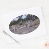 Zebra Double Take Photo Ovale Sticker (Envelop)