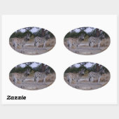 Zebra Double Take Photo Ovale Sticker (Vel)