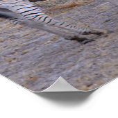 Zebra Double Take Photo Poster (Hoek)