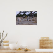 Zebra Double Take Photo Poster (Keuken)