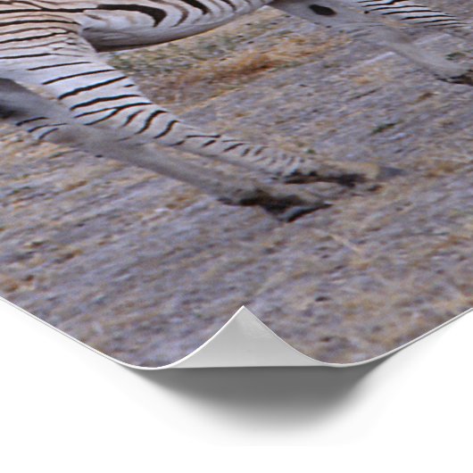 Zebra Double Take Photo Poster (Hoek)