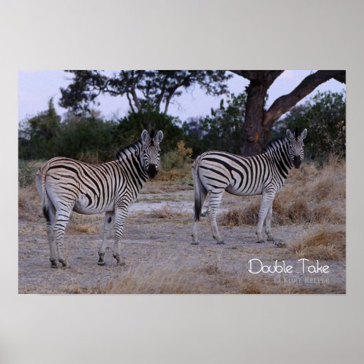 Zebra Double Take Photo Poster (Voorkant)