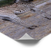 Zebra Double Take Photo Poster (Hoek)