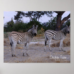 Zebra Double Take Photo Poster