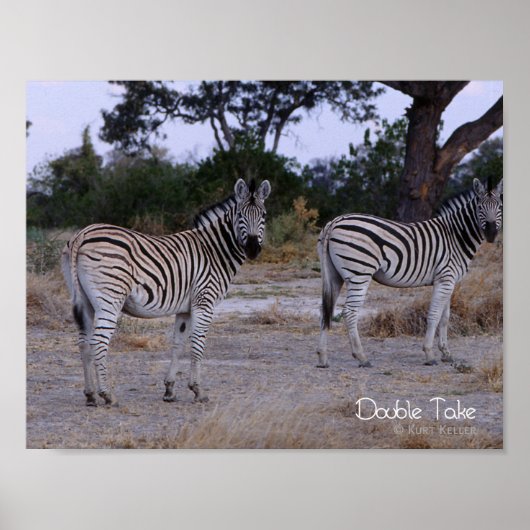 Zebra Double Take Photo Poster (Voorkant)
