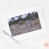 Zebra Double Take Photo Rechthoekige Sticker (Envelop)