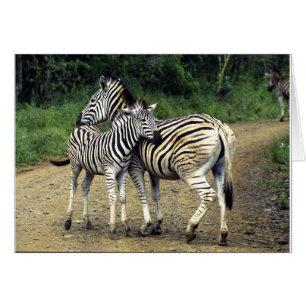 zebra en Baby