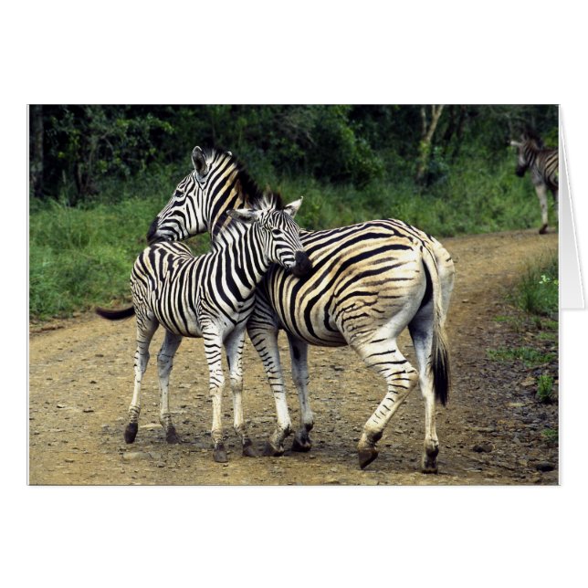 zebra en Baby (Voorkant Horizontaal)