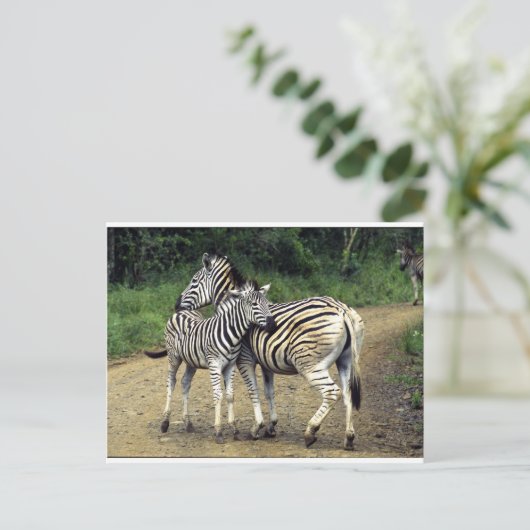 zebra en Baby Briefkaart (Staand voorkant)