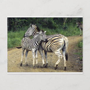 zebra en Baby Briefkaart