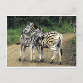 zebra en Baby Briefkaart (Voorkant)