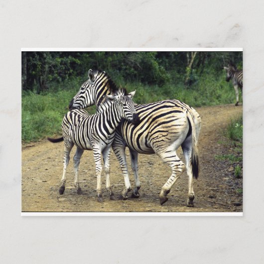 zebra en Baby Briefkaart (Voorkant)