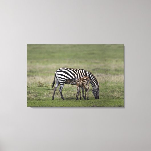Zebra- en borstvoeding, Tanzania Canvas Afdruk (Voorkant)