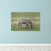 Zebra- en borstvoeding, Tanzania Canvas Afdruk (Insitu (Houten vloer))