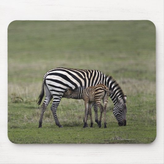 Zebra- en borstvoeding, Tanzania Muismat (Voorkant)