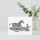 Zebra en Briefkaart van landbouwhuisdieren (Staand voorkant)