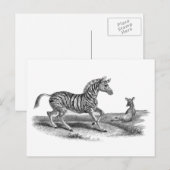 Zebra en Briefkaart van landbouwhuisdieren (Voorkant / Achterkant)